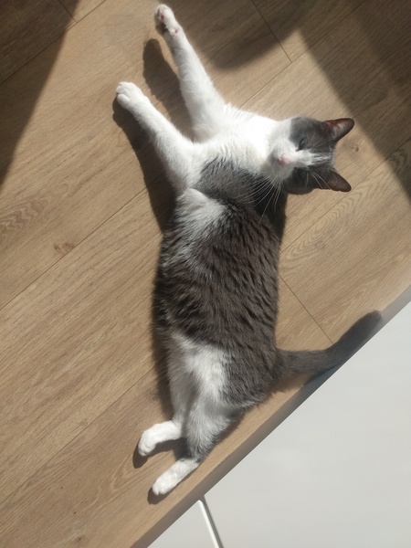 10 Today! (Cat-milk & chicken drink all round!)