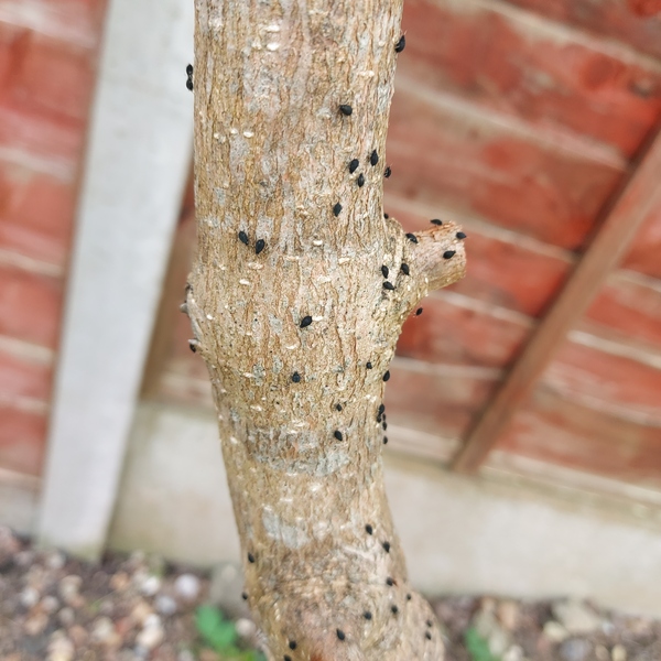 What are these insects on my tree (pics included)?