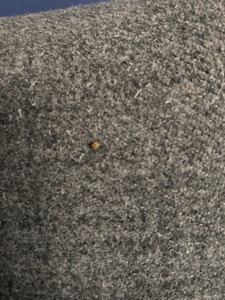 What is this bug please