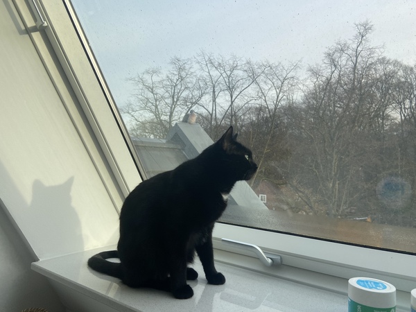 Cat photo thread