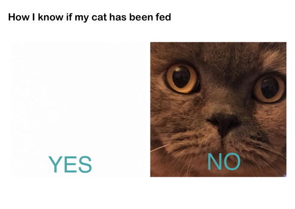 Good cat memes
