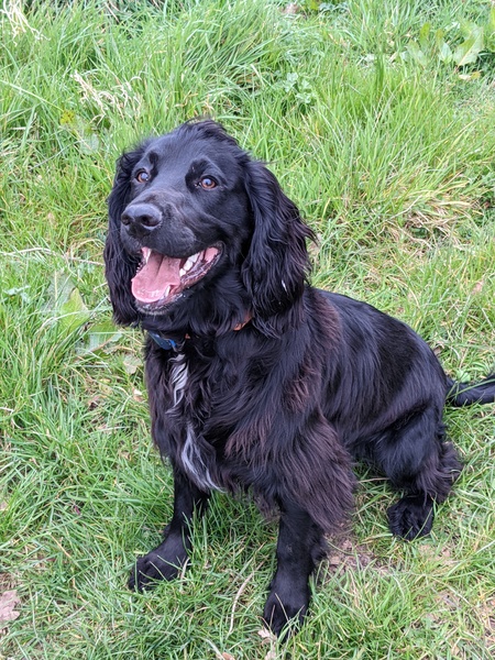 Puppy Survival Thread: muddy footprints into Spring 2022