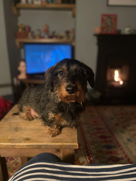 Please put me off buying a dachshund puppy