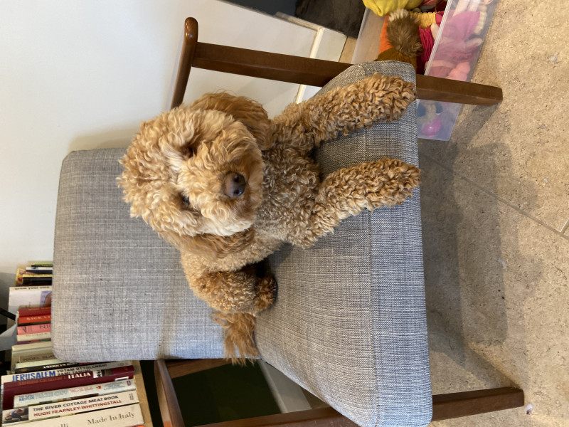 What dog would you recommend for us?
