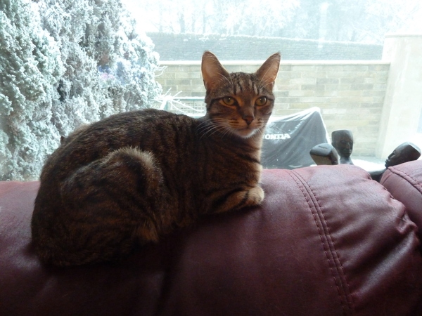 AIBU to not like two of my cats today (lighthearted)