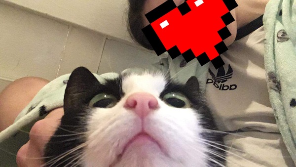 Come on - surely it's funny cat picture time?!