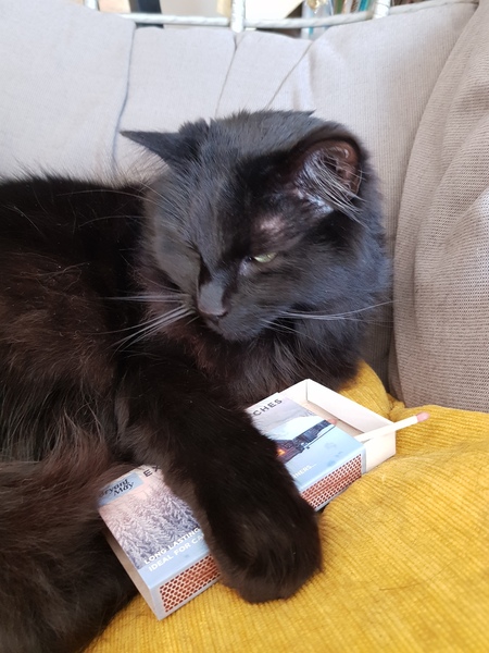 Thug cat part 4.  After all, it's not my Axminster.