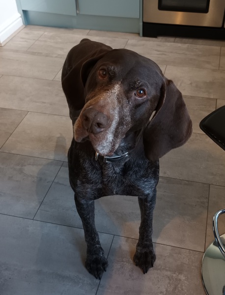 To think dogs are fantastic?