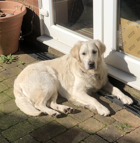 To think dogs are fantastic?