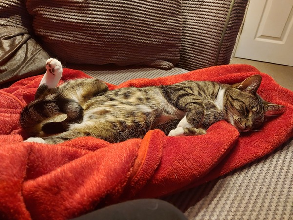 Which kitten? Help me decide!