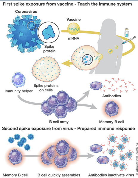 Is there much point getting DD vaccinated