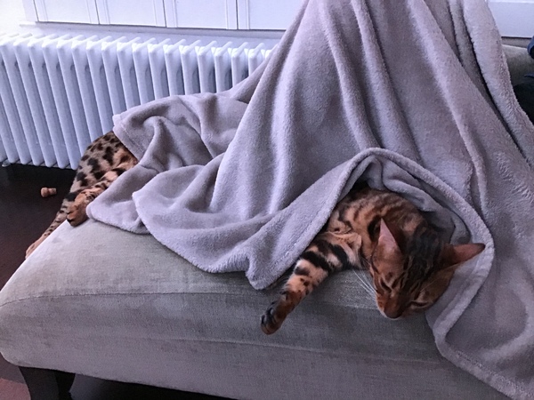 Come on - surely it's funny cat picture time?!