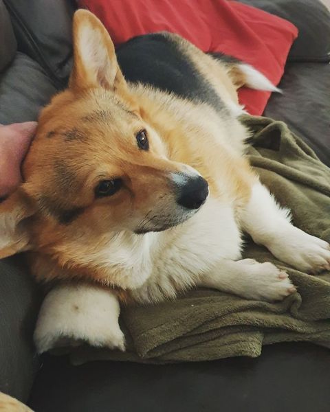 To think dogs are fantastic?