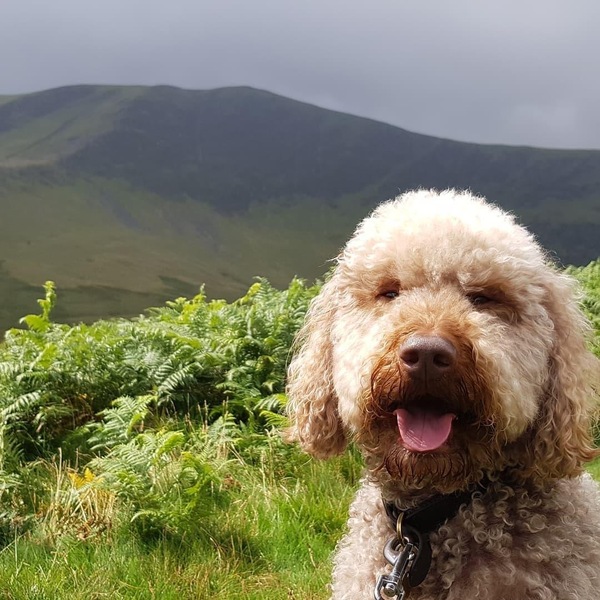 To think dogs are fantastic?
