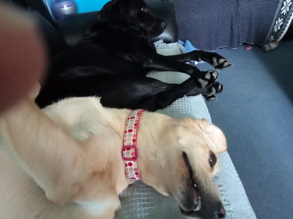 To think dogs are fantastic?