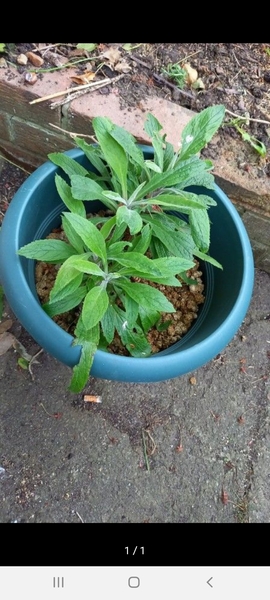 Omg is this foxglove?