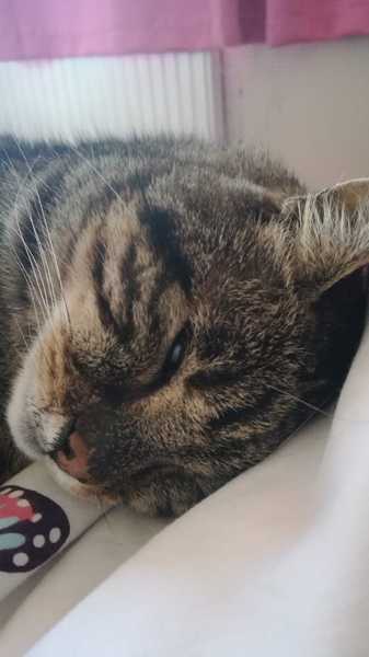 Cat photo thread