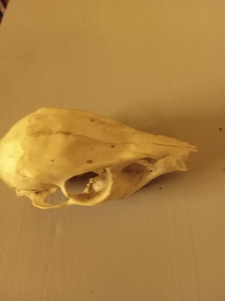 To ask what on earth is this?