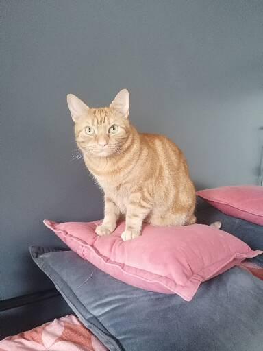 If you had a ginger cat what would you call it ?