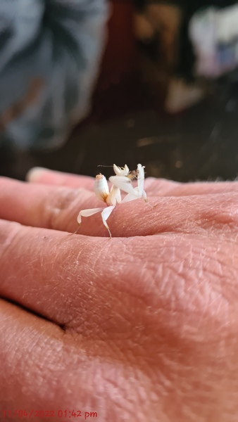 Does anyone have an unusual pet? Meet "Pancake" (probably don't click if you don't like insects - she's a praying mantis)