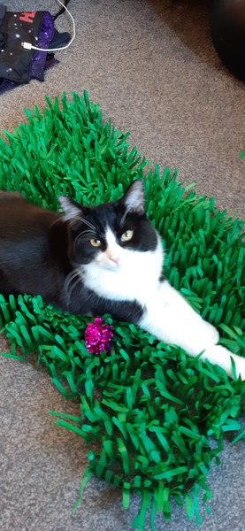 cat's missing