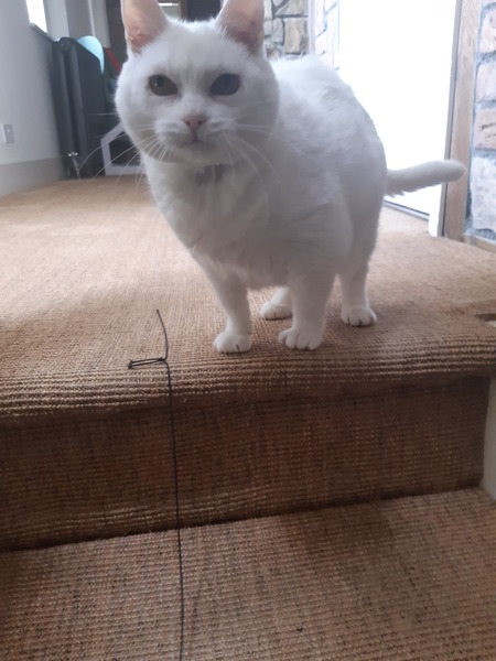 Cat photo thread