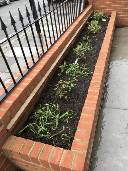 My front garden’s finished - but what shall I put in it?