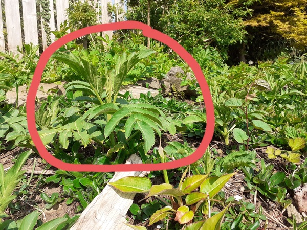 Please can anyone help me identify this weed