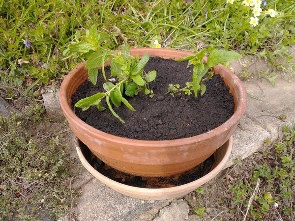 What would you plant in these pots?