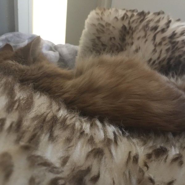 Not my cats and friends