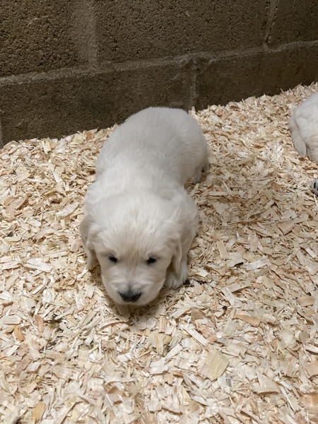 Help me name our soon-to-arrive puppy please!