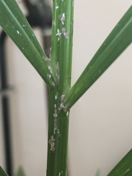 Can anyone identify this white stuff on my indoor palm please?