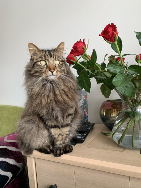 I need your photos again - this time cats with bouquets/vases of flowers please