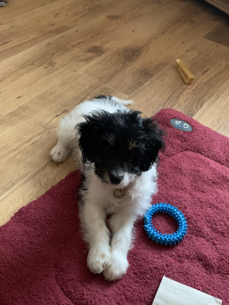 Bitey puppy