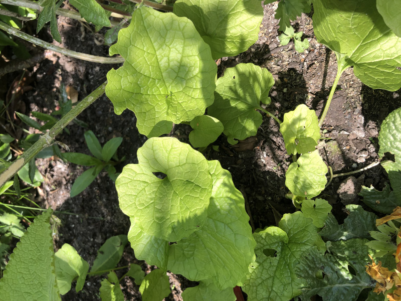 Plant ID - friend or foe?