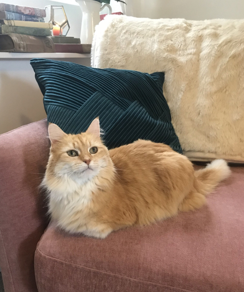 What has stopped my cat’s chronic diarrhoea?