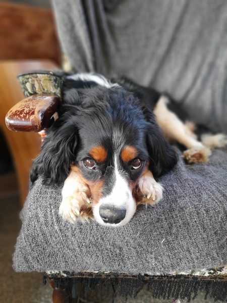To think dogs are fantastic?