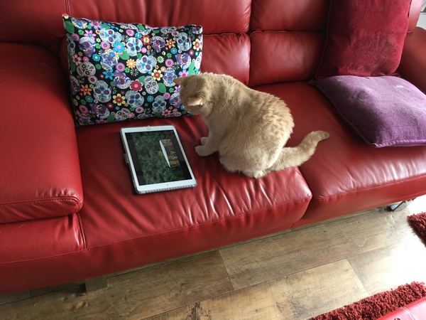 Cat photo thread