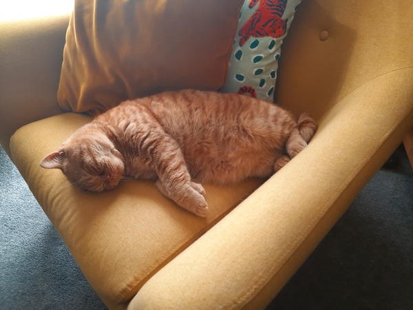 If you had a ginger cat what would you call it ?