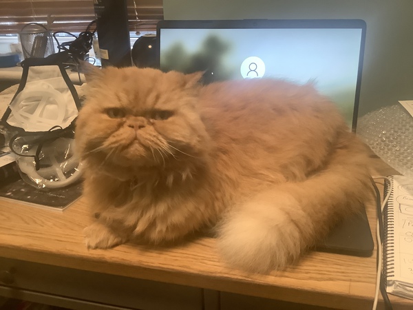 Cat photo thread