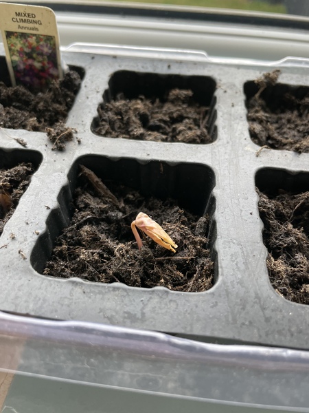 Help identifying a seedling please.