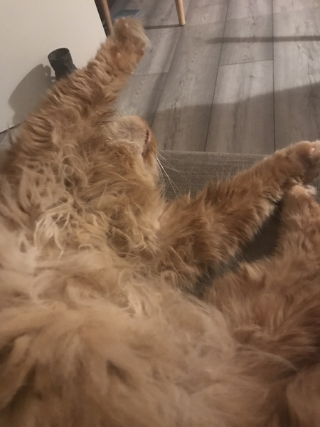 Not my cats and friends