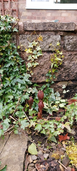 Plant id help please