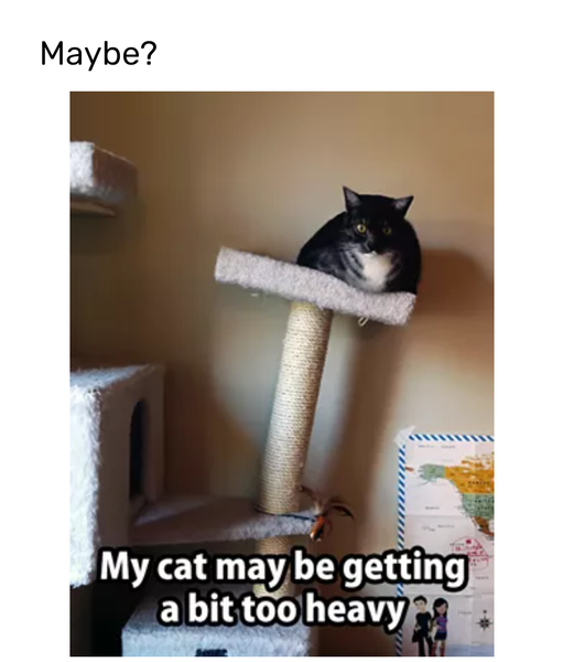 Good cat memes
