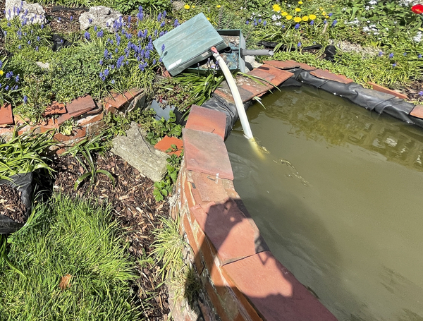 Pond help needed for complete beginner