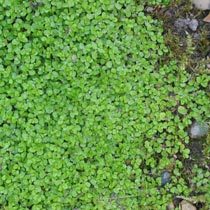 Please help identify this weed?