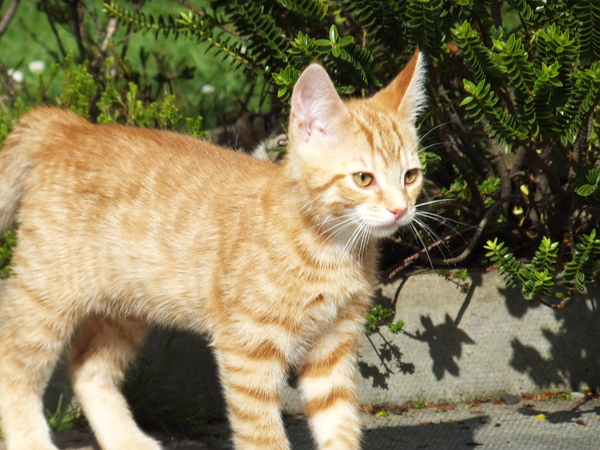 If you had a ginger cat what would you call it ?