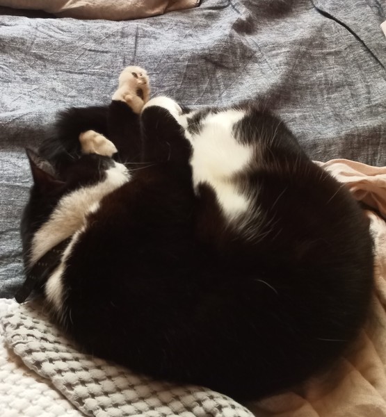 Cat photo thread