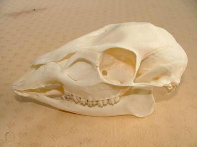 To ask what on earth is this?