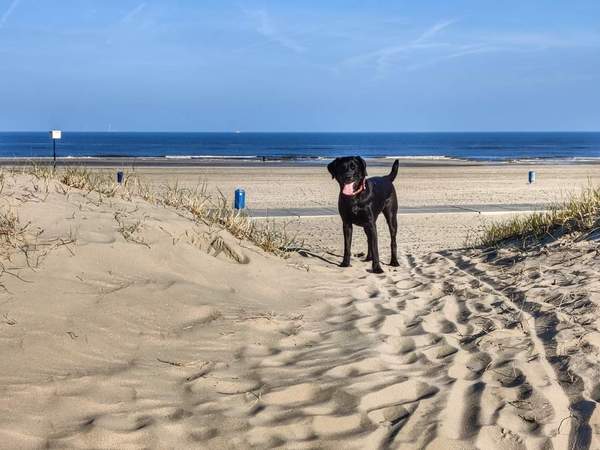 Puppy Survival Thread: muddy footprints into Spring 2022